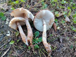 Agaricus xanthodermus