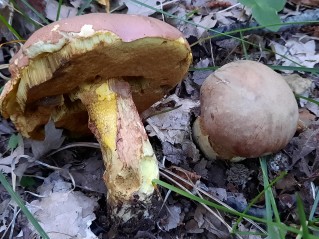 Butyriboletus roseogriseus