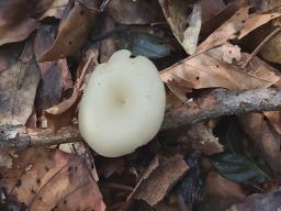 Clitocybe phaeophthalma