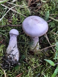Cortinarius traganus