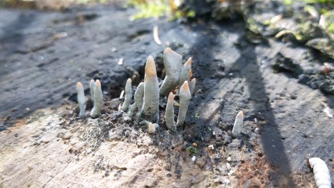 Xylaria hypoxylon