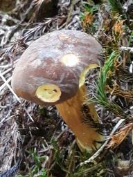 Imleria badia