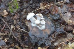 Asterophora lycoperdoides