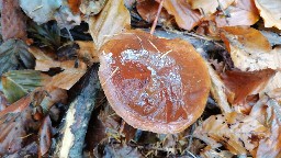 Imleria badia