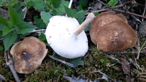 Lentinus substrictus