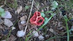 Clathrus ruber