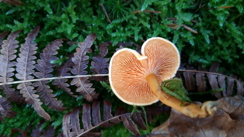 Hygrophoropsis aurantiaca