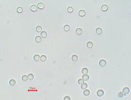Lactifluus vellereus