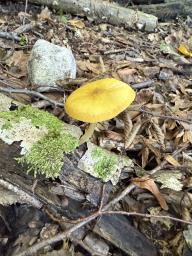 Pluteus leoninus