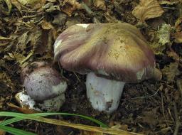 Cortinarius cumatilis