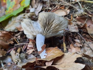 Clitocybe odora