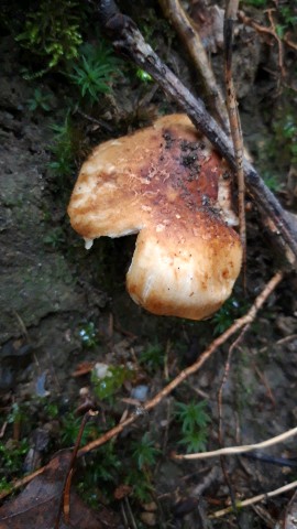 Russula grata