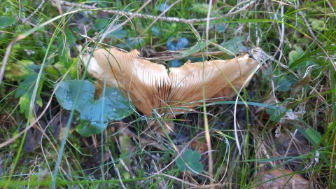 Lactarius scrobiculatus