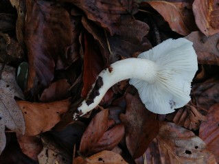 Hygrophorus eburneus