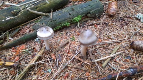 Amanita battarrae