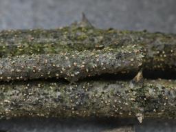 Flammocladiella anomiae