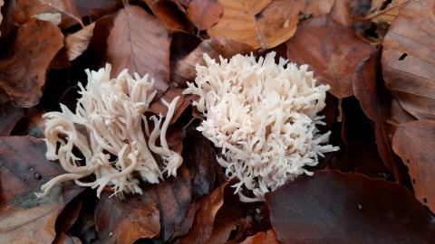 Clavulina coralloides