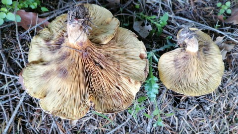 Paxillus rubicundulus