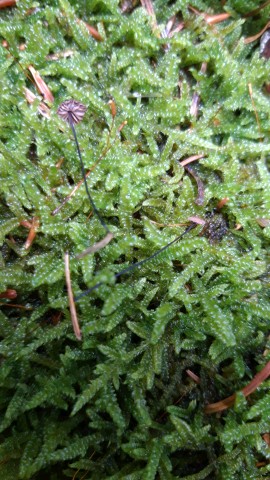 Marasmius wettsteinii