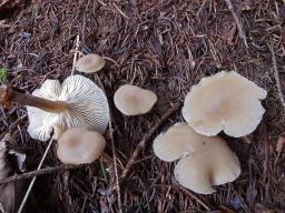 Clitocybe phaeophthalma