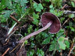Melanophyllum haematospermum