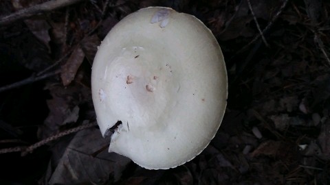 Agaricus sylvicola