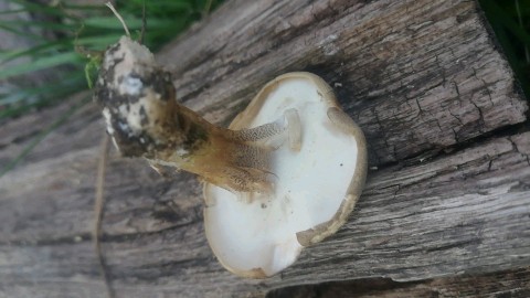 Lentinus substrictus