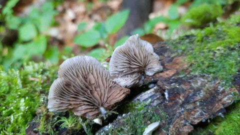 Crepidotus mollis