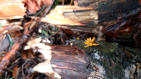 Calocera cornea