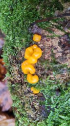 Dacrymyces chrysospermus