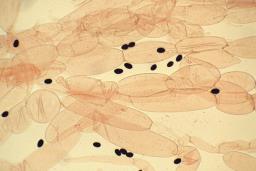 Coprinopsis cinerea