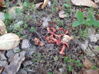 Clathrus ruber