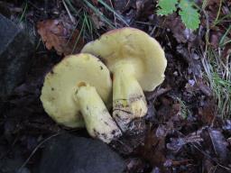 Butyriboletus regius