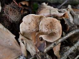 Ripartites tricholoma