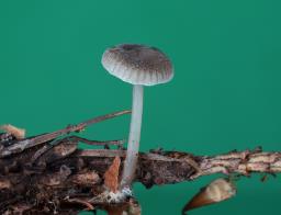 Mycena vulgaris
