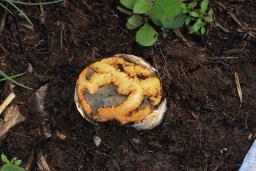 Clathrus ruber