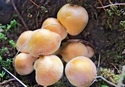 Hypholoma fasciculare