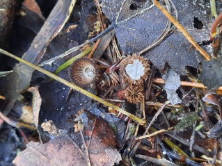 Cyathus striatus
