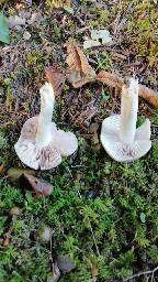 Entoloma rhodopolium