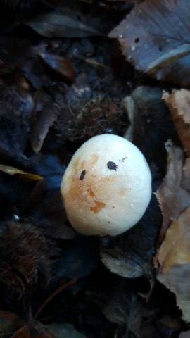 Hygrophorus lindtneri