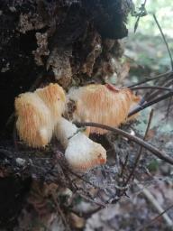 Hericium cirrhatum