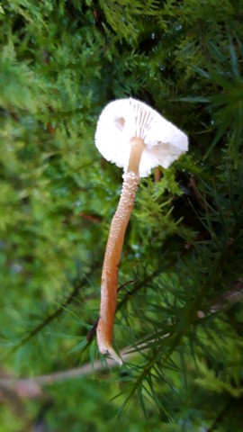 Cystoderma amianthinum