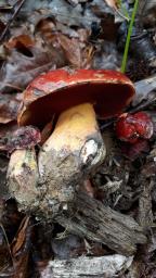 Rubroboletus lupinus