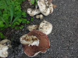 Agaricus bitorquis