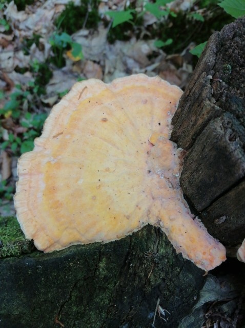 Laetiporus sulphureus