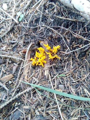 Calocera viscosa