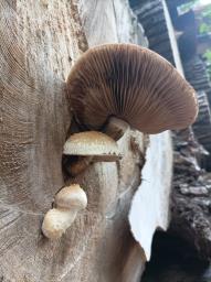 Pholiota populnea