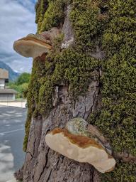 Ganoderma adspersum