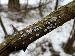 Lachnella alboviolascens