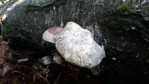 Fomitopsis betulina